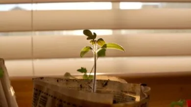 Frases de la Superación Personal