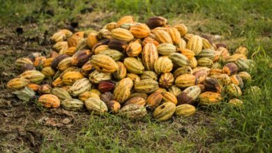 Secretos del Cacao